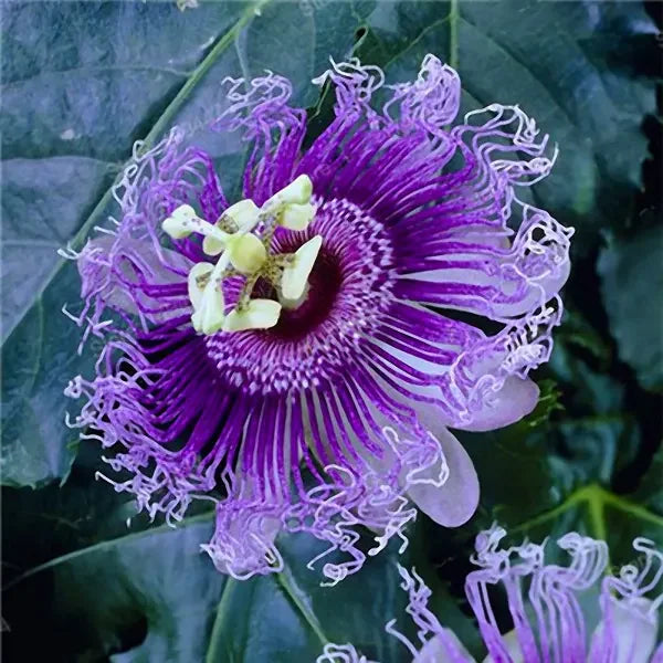 Passiflora Incarnata Seeds - Purple Passion Flower/Maypop, Fast-Growing Perennial Vine, Winter Hardy - 200 Pcs