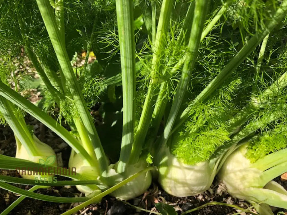 Fennel Romanesco - Premium Gardening Seeds For A Flavorful Harvest