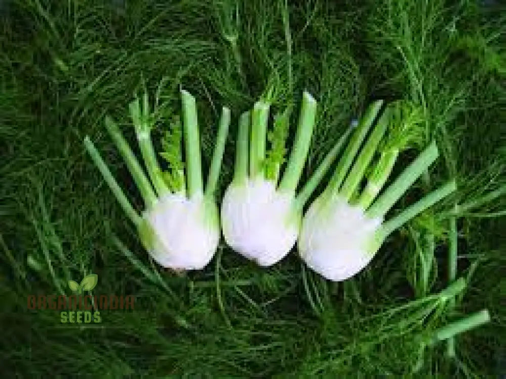 Fennel Romanesco - Premium Gardening Seeds For A Flavorful Harvest