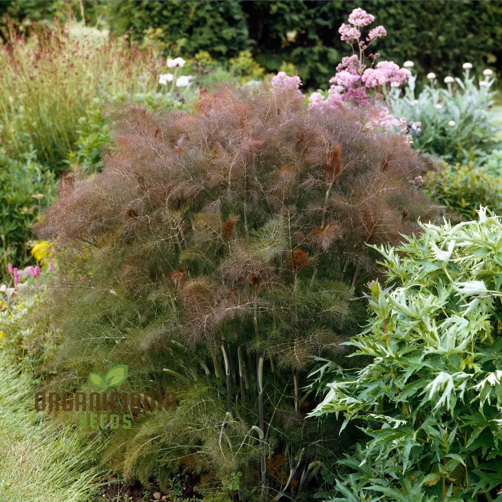 Fennel Seeds - Smokey Bronze Premium For Planting Lengthy Title Garden Enthusiasts