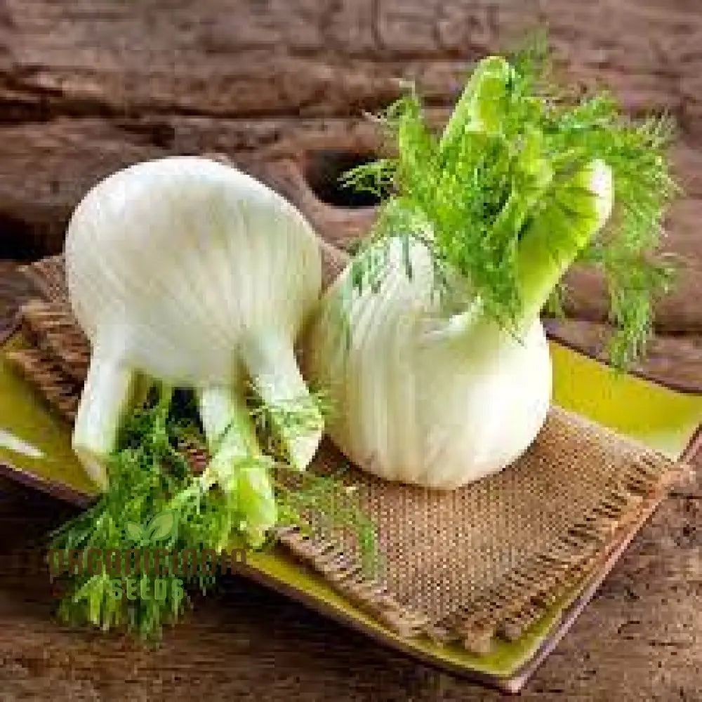 Fennel Sweet Florence Seeds For Gardening | Premium Quality Lush Flavorful Gardens