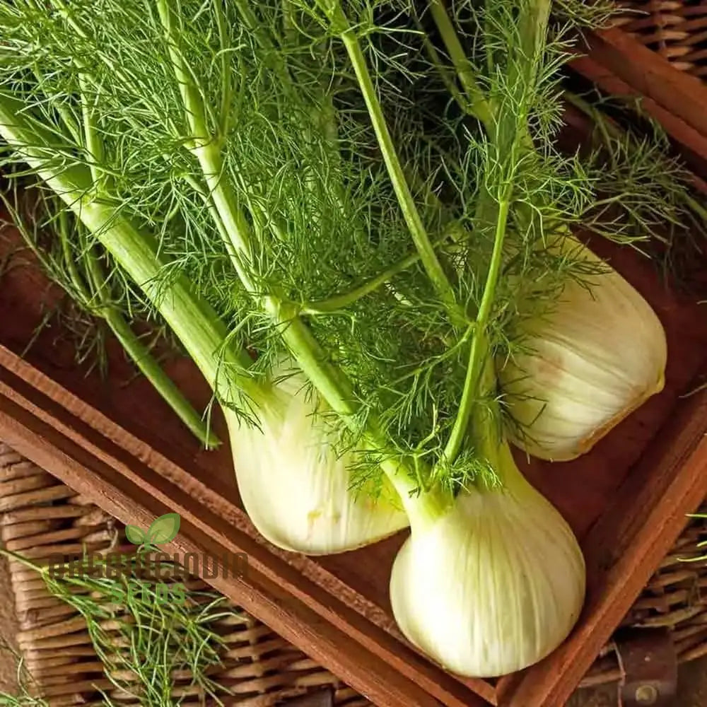 Fennel Sweet Florence Seeds For Gardening | Premium Quality Lush Flavorful Gardens