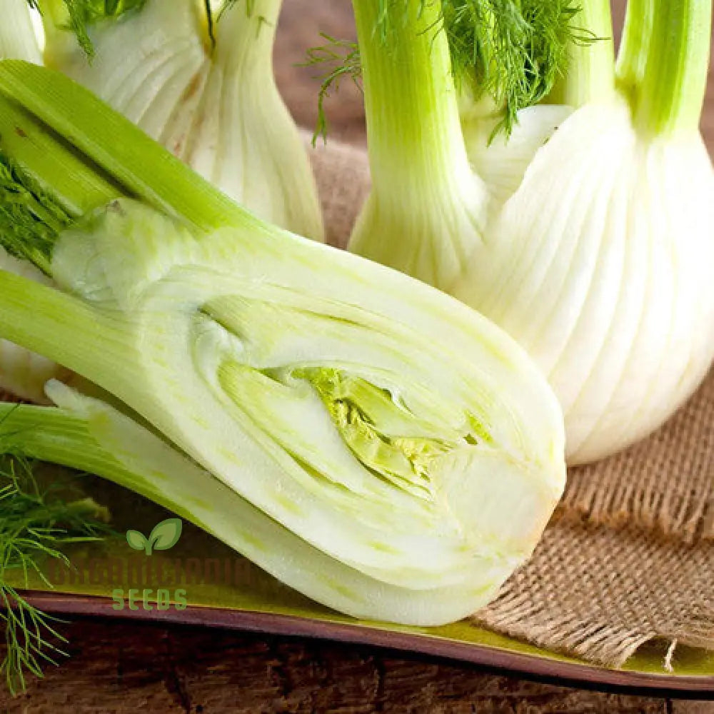 Fennel Sweet Florence Seeds For Gardening | Premium Quality Lush Flavorful Gardens