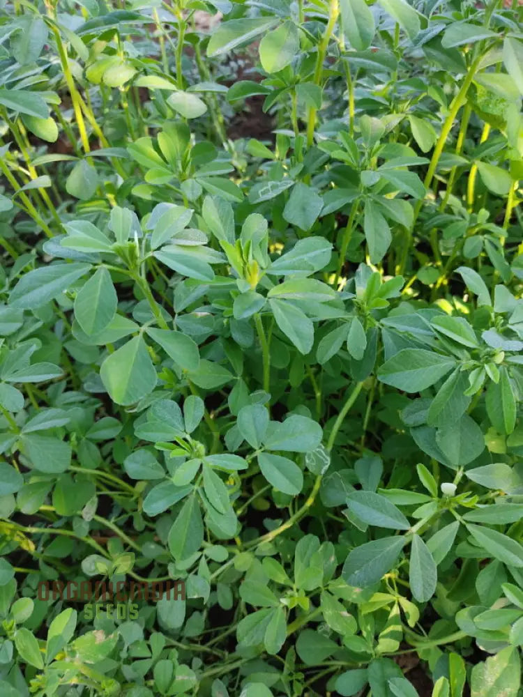 Fenugreek Methi Seeds For Planting - High-Quality Organic Your Garden