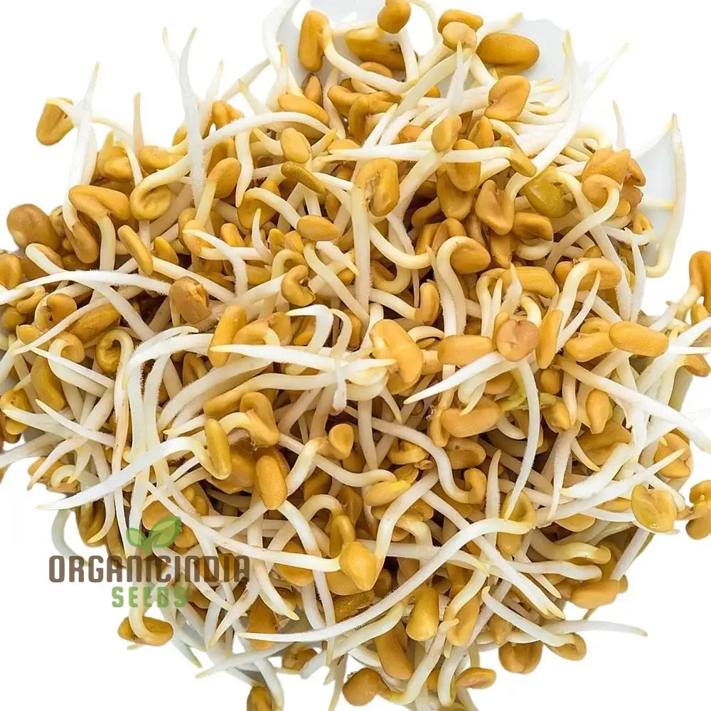 Fenugreek Sprouts From Seeds For Fresh And Flavorful Culinary Delights