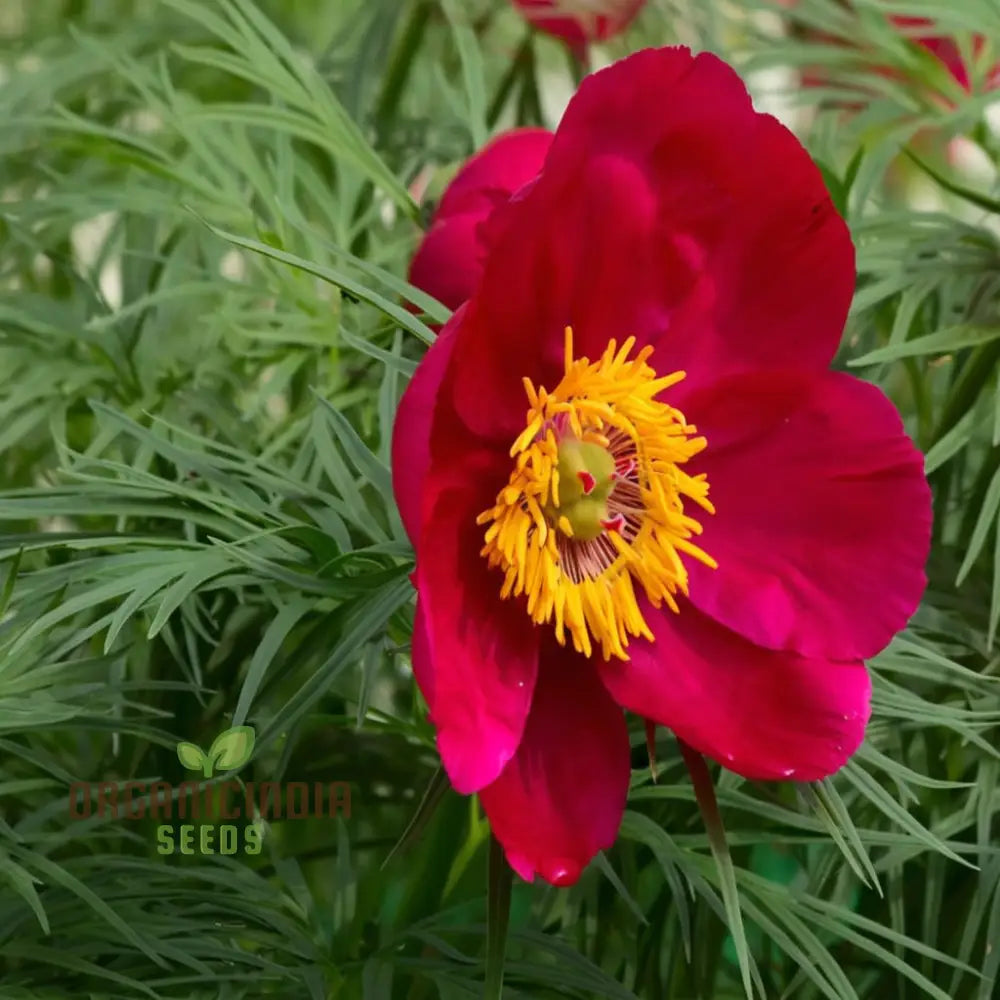 Fern Leaf Peony Flower Seeds - Exquisite Blooms For Enchanting Garden Retreats Perennials