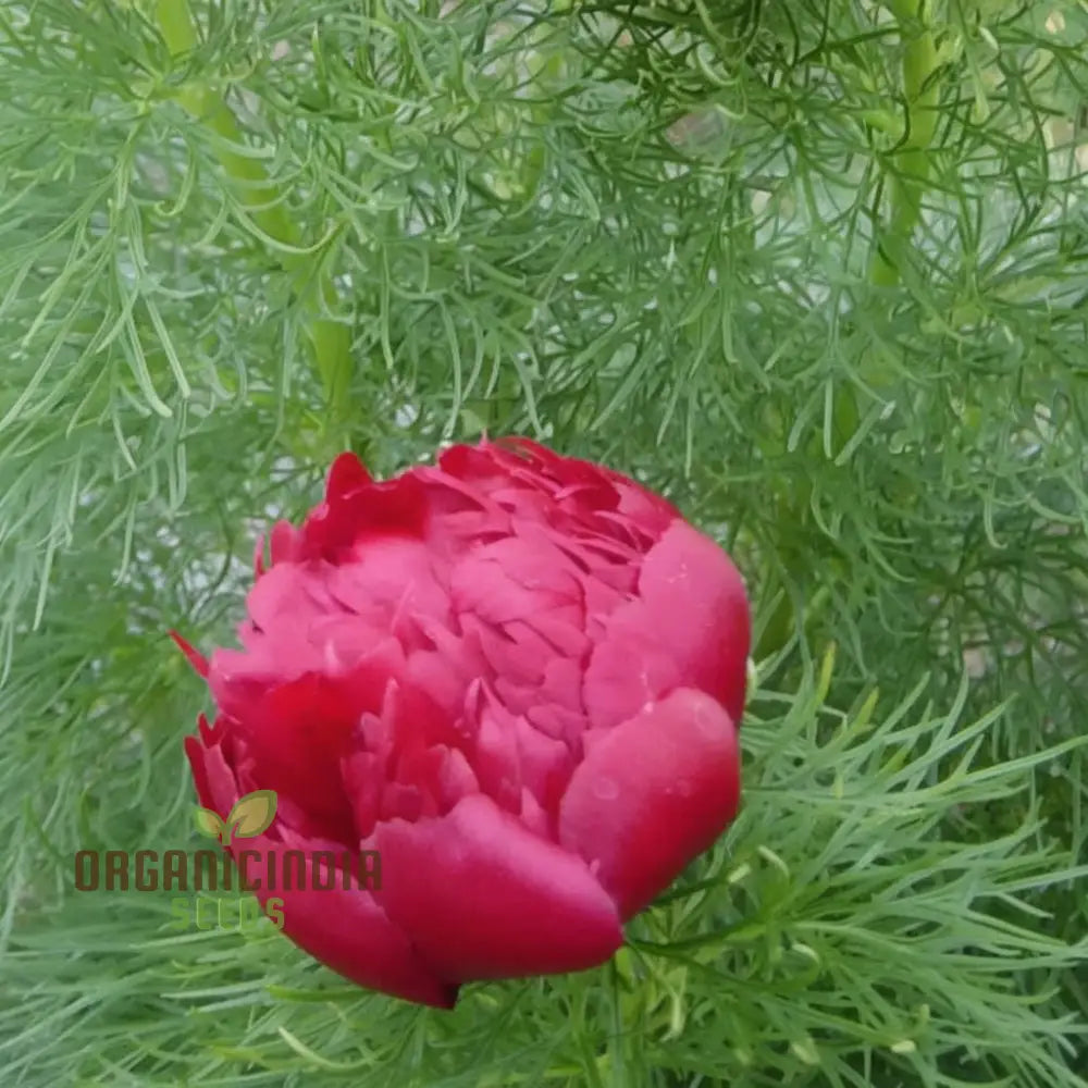 Fern Leaf Peony Flower Seeds - Exquisite Blooms For Enchanting Garden Retreats Perennials