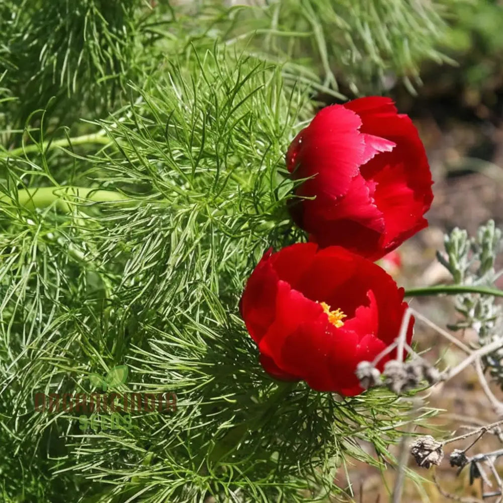 Fern Leaf Peony Flower Seeds - Exquisite Blooms For Enchanting Garden Retreats Perennials