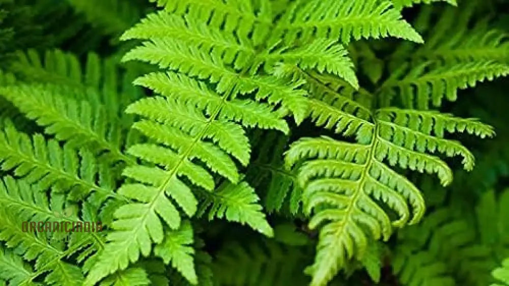 Fern Plant Seeds Bulk 100 Green 100Pcs For Planting Fresh