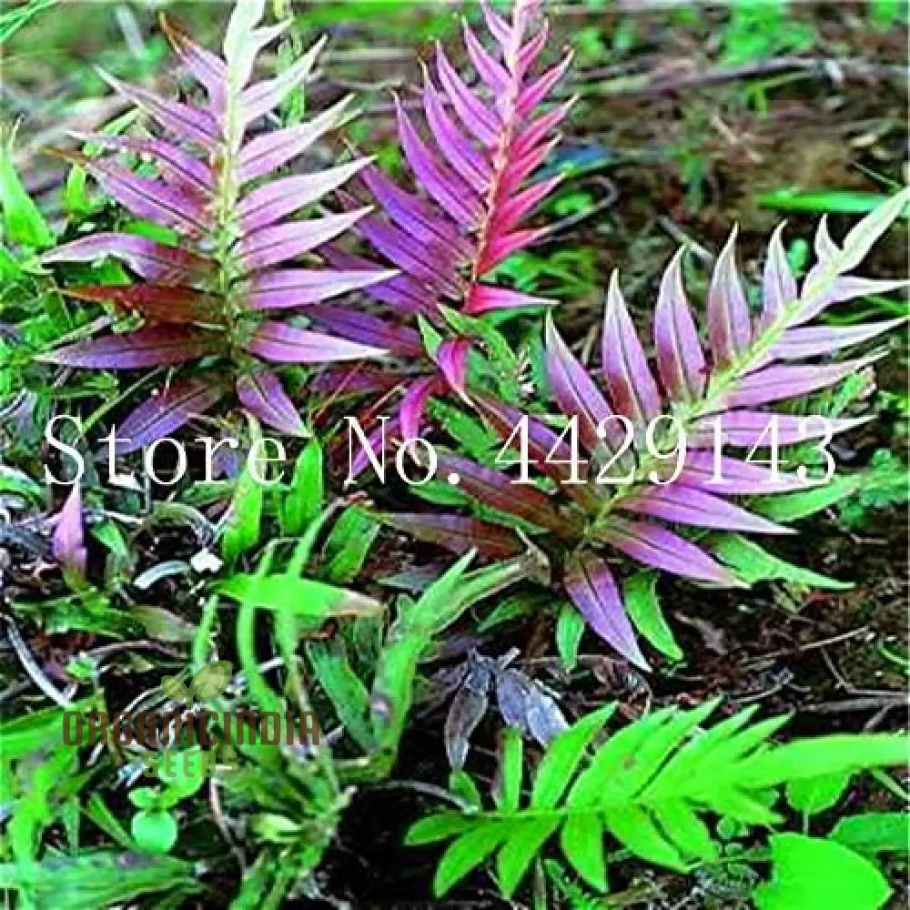 Fern Plant Seeds Bulk 100 Green 100Pcs For Planting Fresh