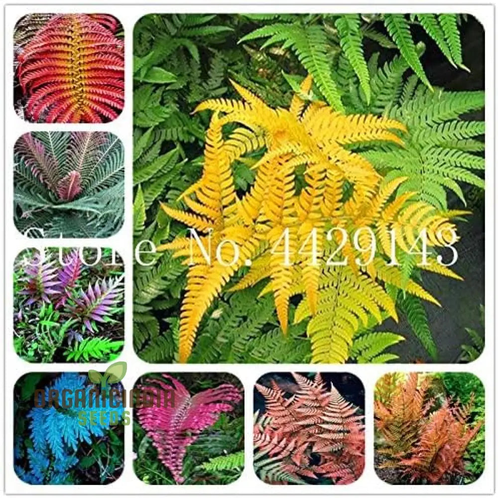 Fern Plant Seeds Bulk 100 Green 100Pcs For Planting Fresh