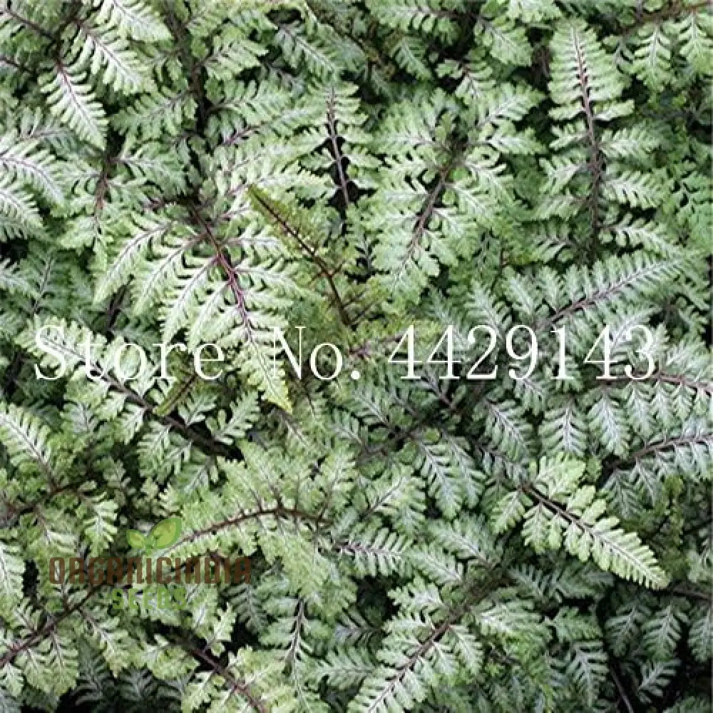 Fern Plant Seeds Bulk 100 Green 100Pcs For Planting Fresh