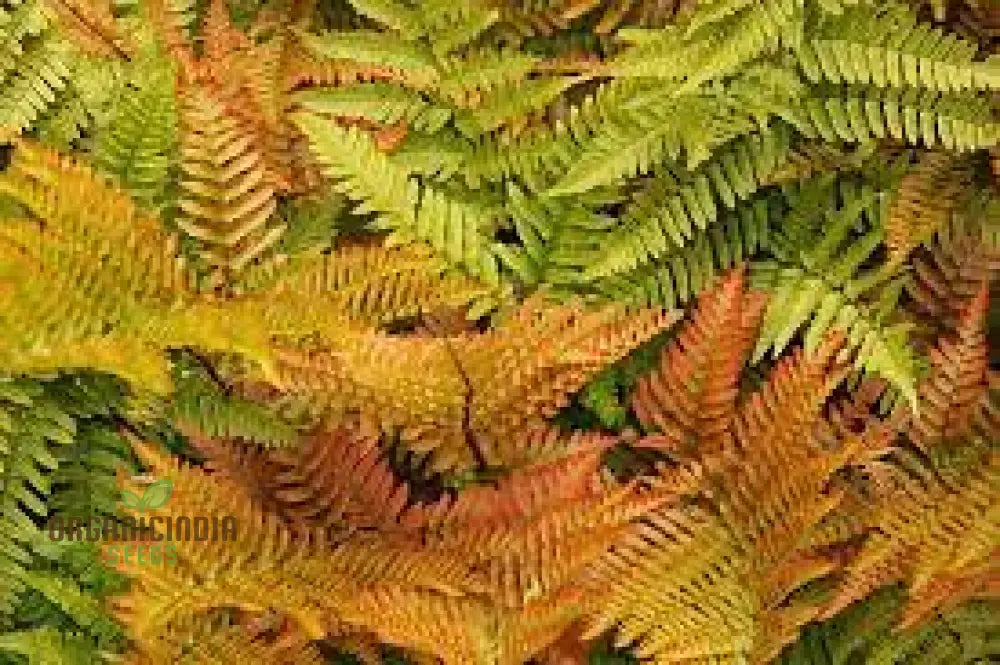 Fern Pteridophyte Plant Seeds Fresh 100Pcs Planting Mixed Colo