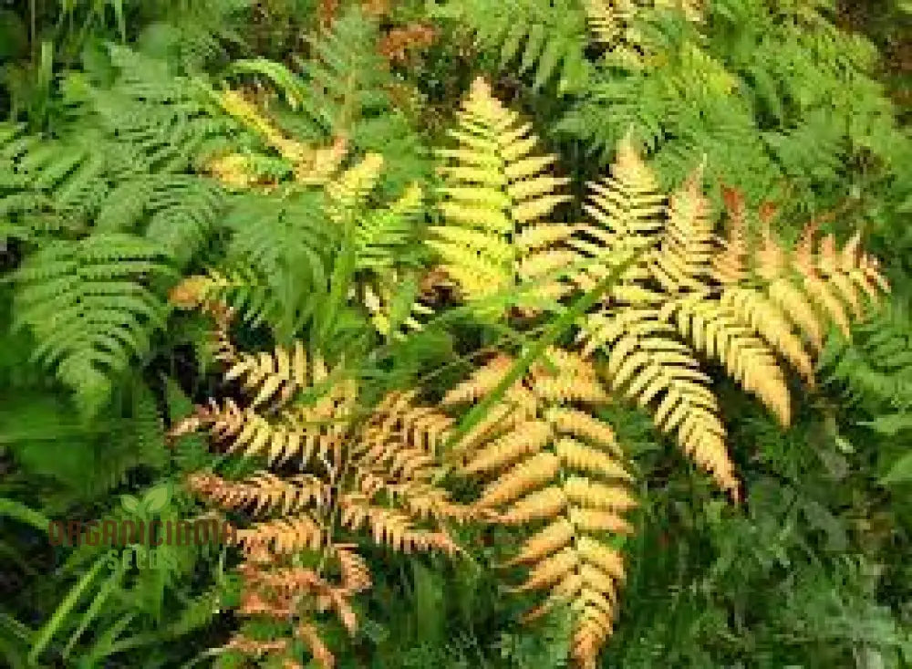 Fern Pteridophyte Plant Seeds Fresh 100Pcs Planting Mixed Colo