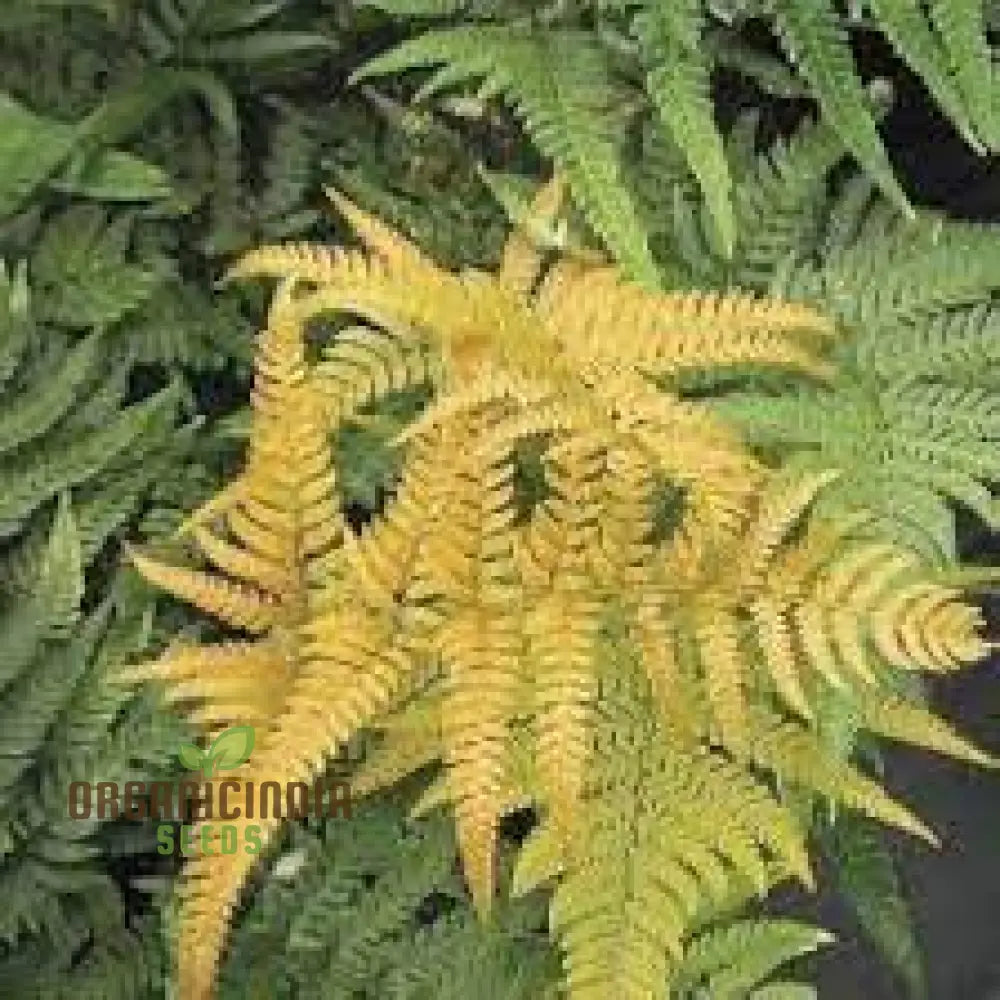 Fern Pteridophyte Plant Seeds Fresh 100Pcs Planting Mixed Colo