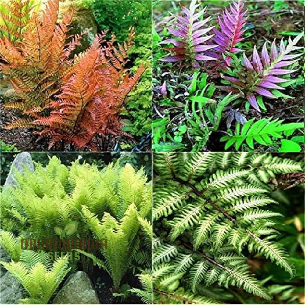 Fern Pteridophyte Plant Seeds Fresh 100Pcs Planting Mixed Colo