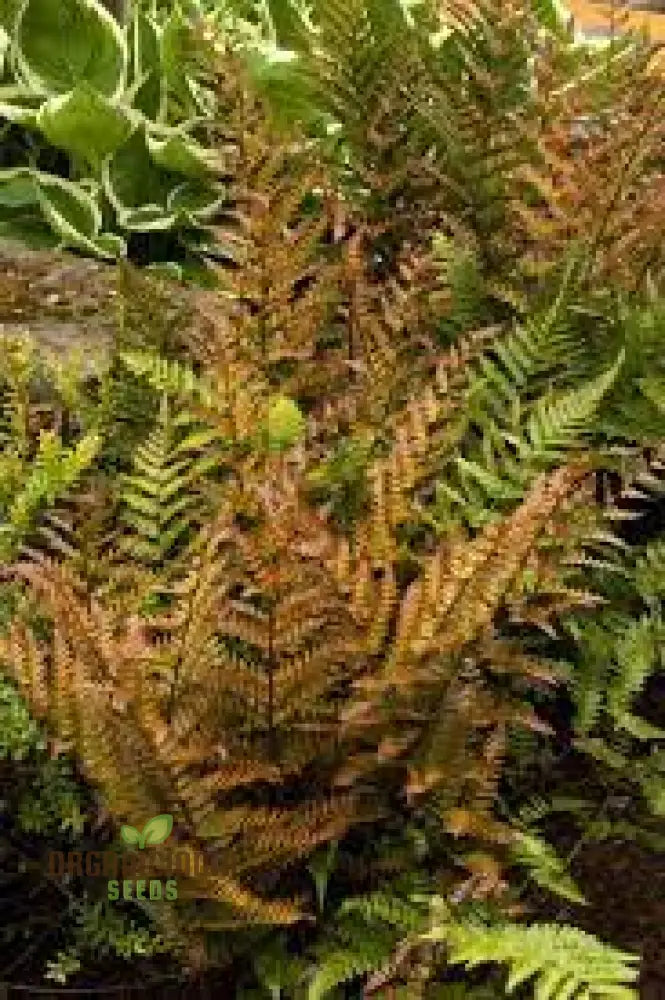 Fern Pteridophyte Plant Seeds Fresh 100Pcs Planting Mixed Colo