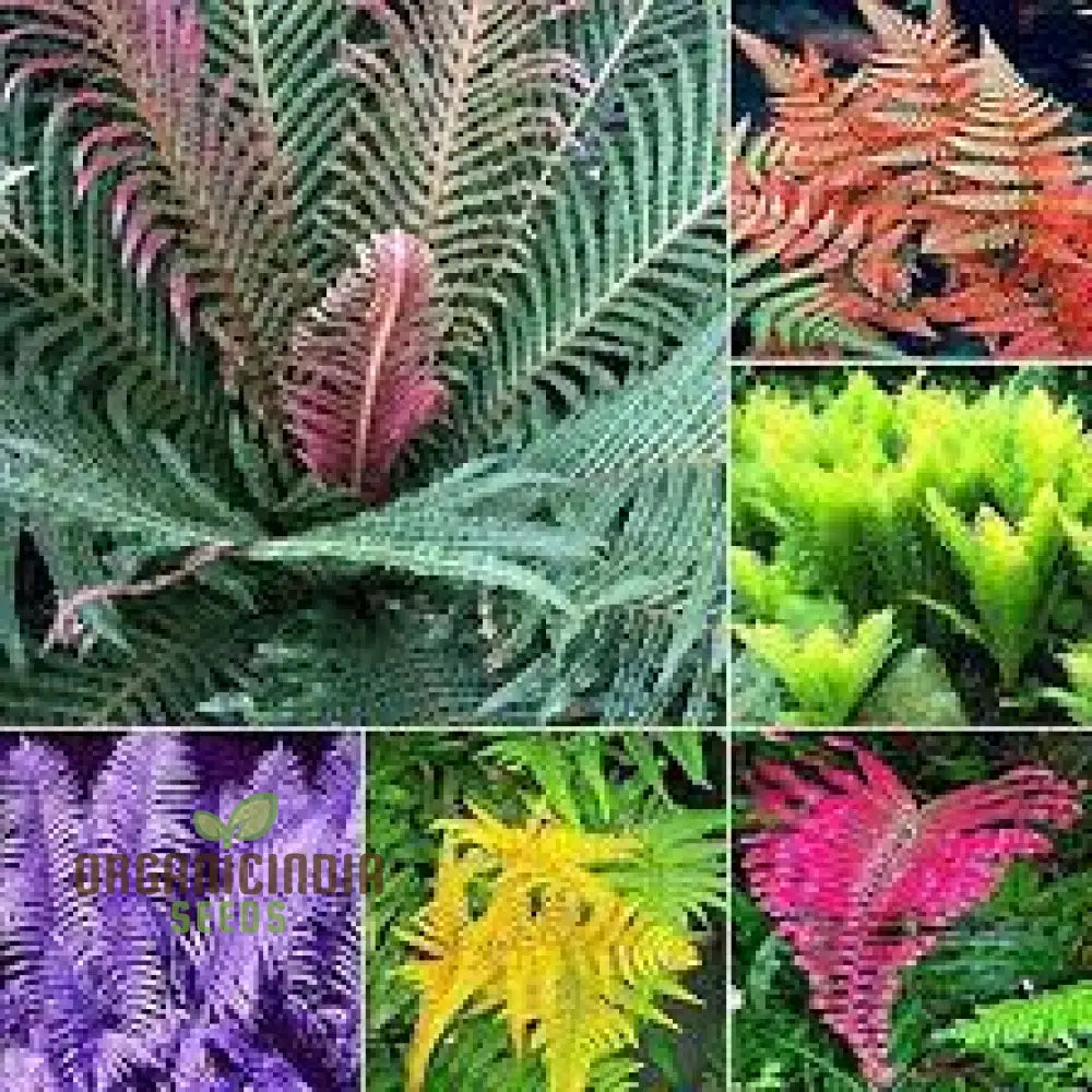 Fern Pteridophyte Plant Seeds Fresh 100Pcs Planting Mixed Colo