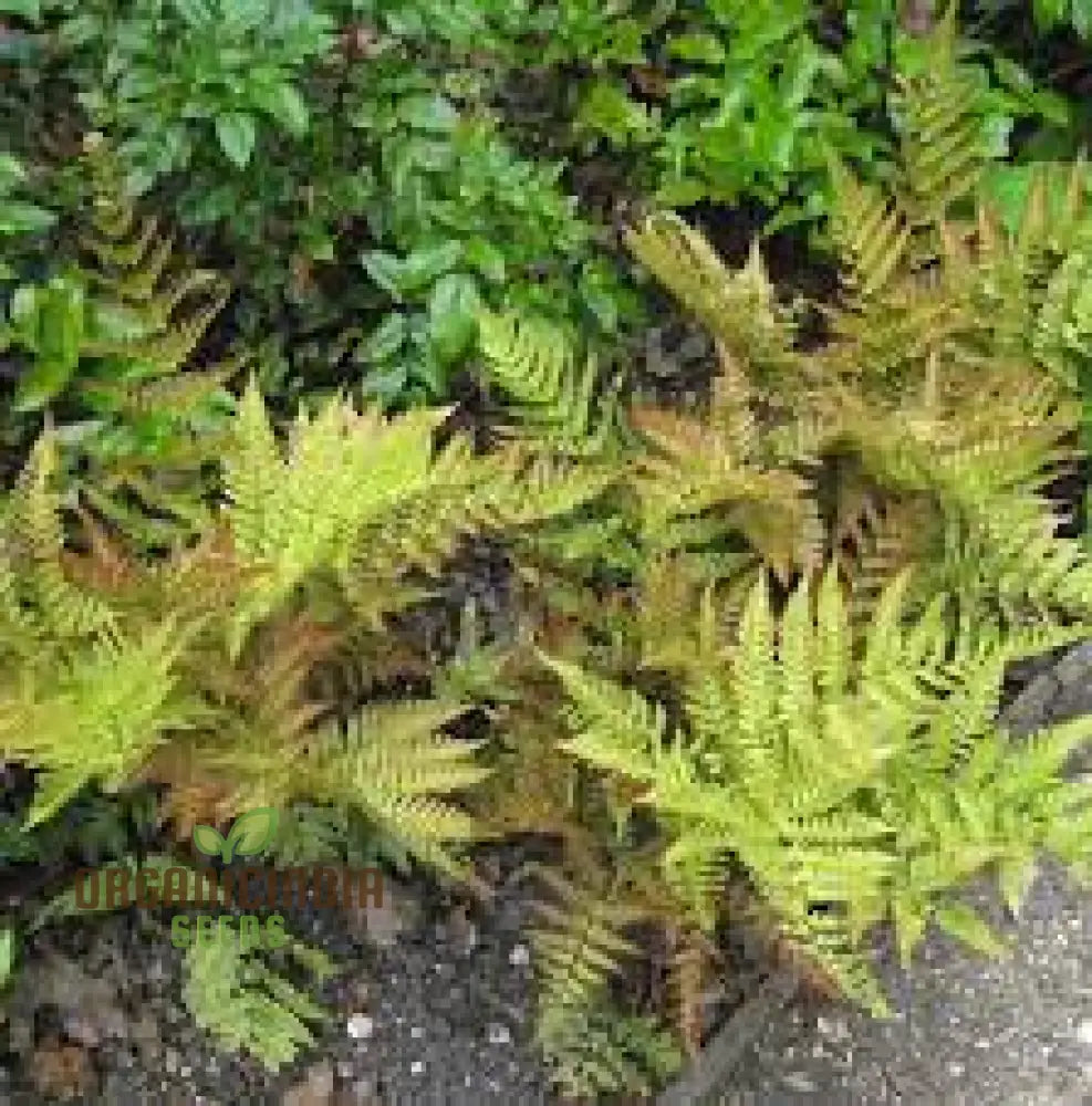 Fern Pteridophyte Plant Seeds Fresh 100Pcs Planting Mixed Colo