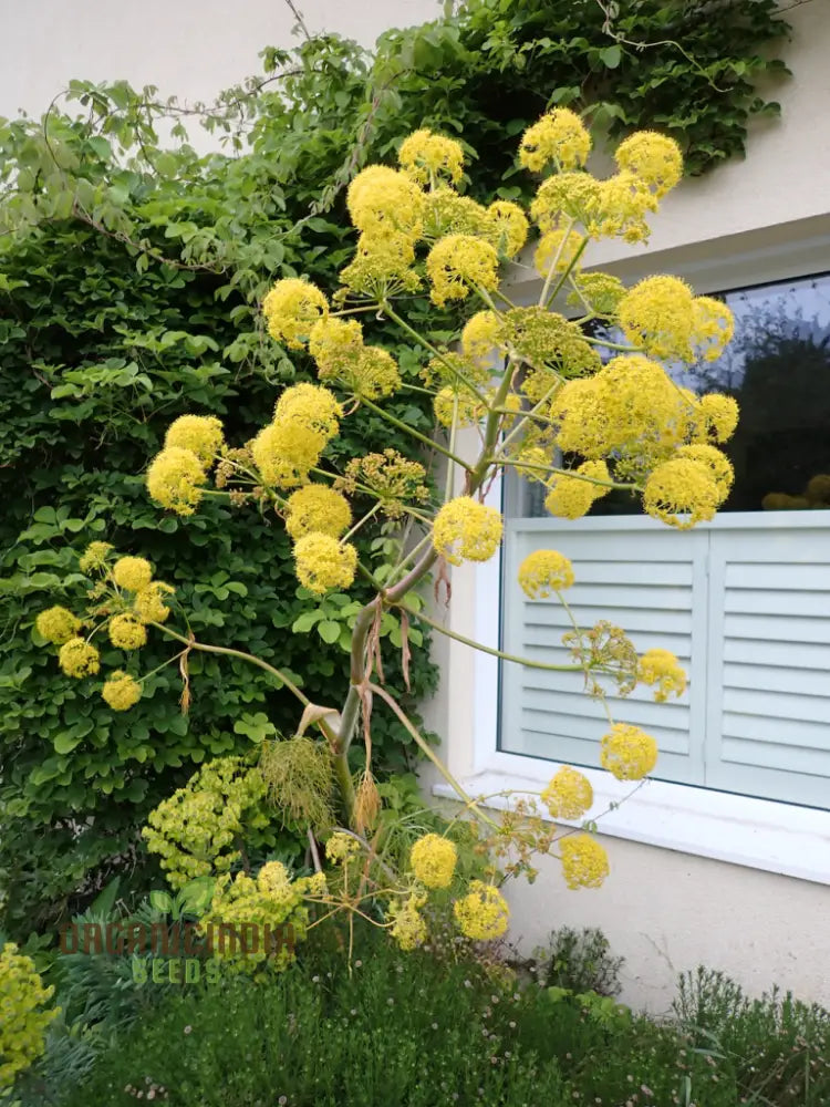 Ferula Communis Seeds - Hardy Perennial For Mediterranean Gardens Planting Guide Included