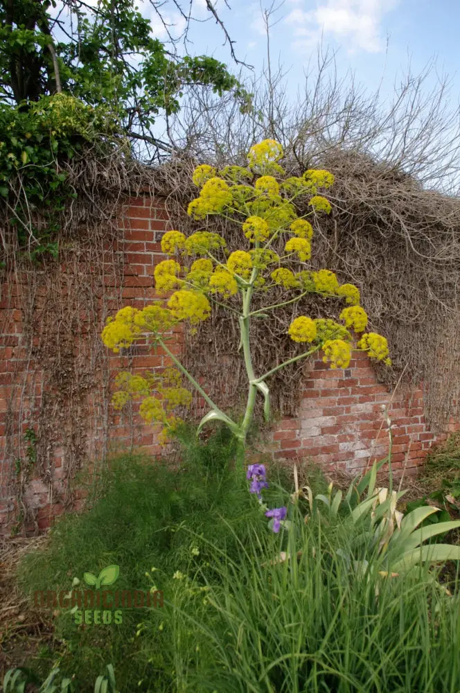 Ferula Communis Seeds - Hardy Perennial For Mediterranean Gardens Planting Guide Included