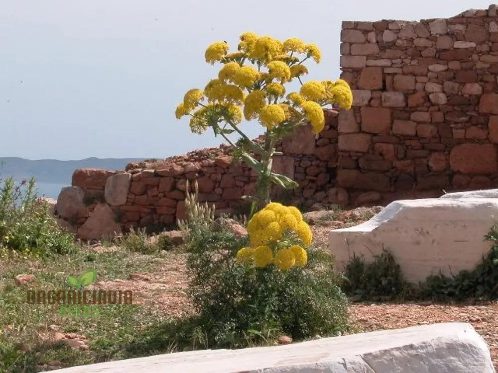 Ferula Communis Seeds - Hardy Perennial For Mediterranean Gardens Planting Guide Included