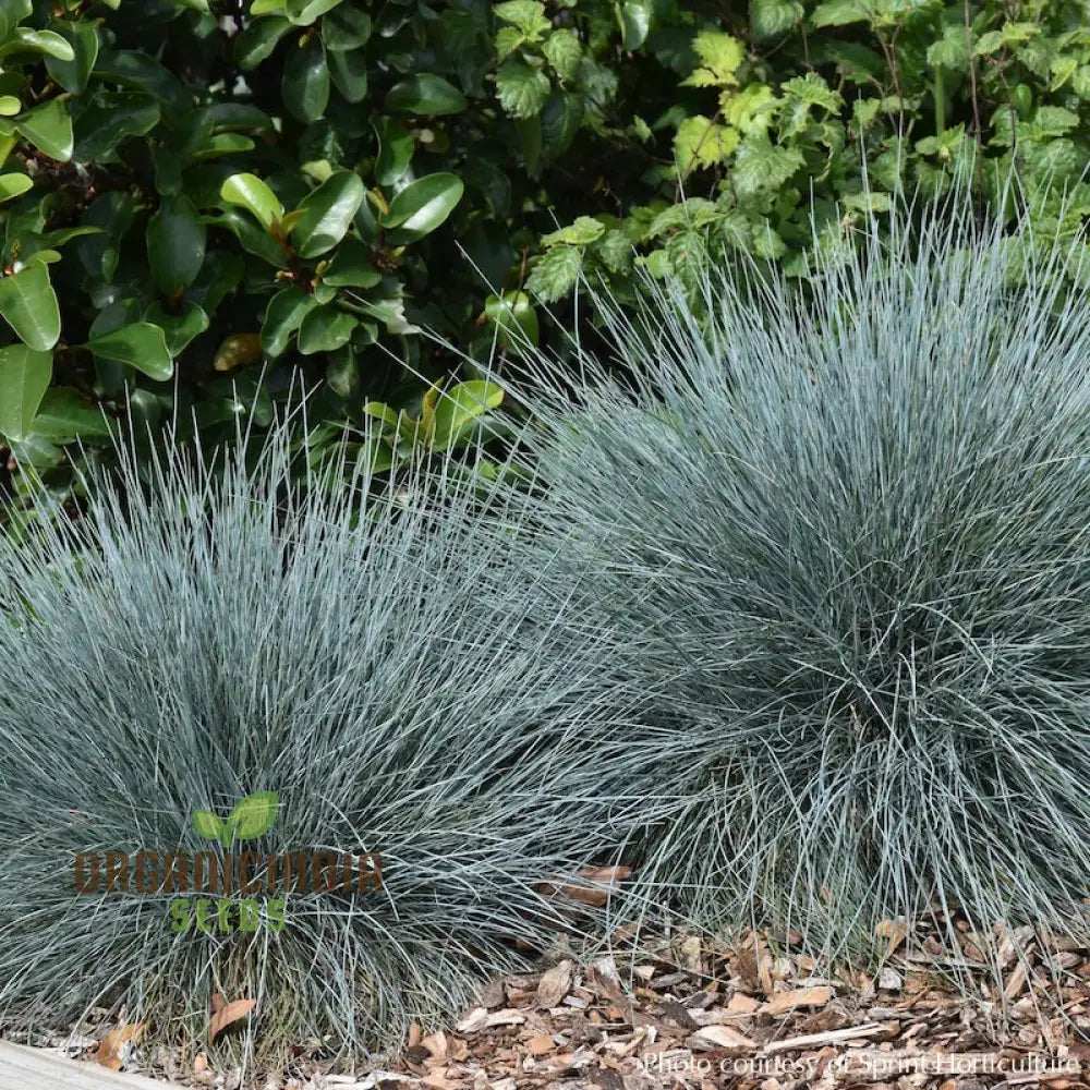 Festuca Glauca Flowering Seeds For Stunning Blue Fescue In Your Garden