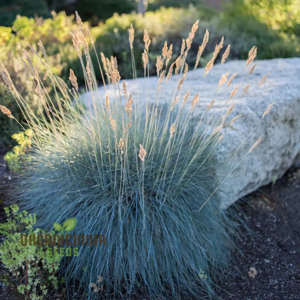 Festuca Glauca Flowering Seeds For Stunning Blue Fescue In Your Garden