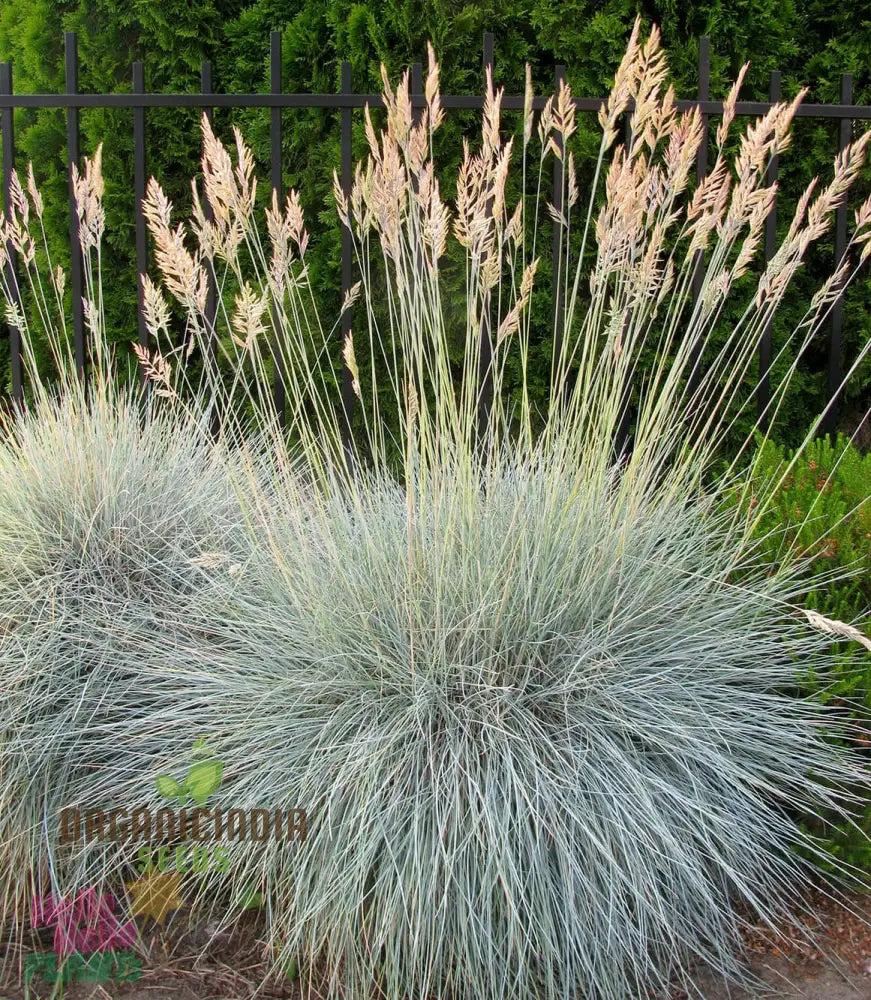 Festuca Glauca Flowering Seeds For Stunning Blue Fescue In Your Garden