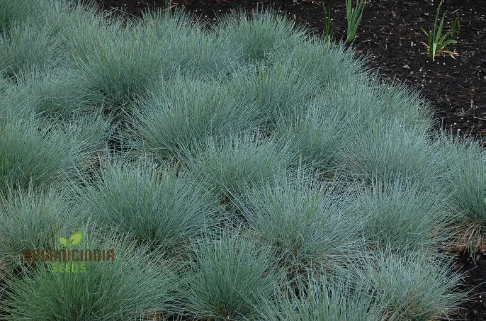 Festuca Glauca Flowering Seeds For Stunning Blue Fescue In Your Garden