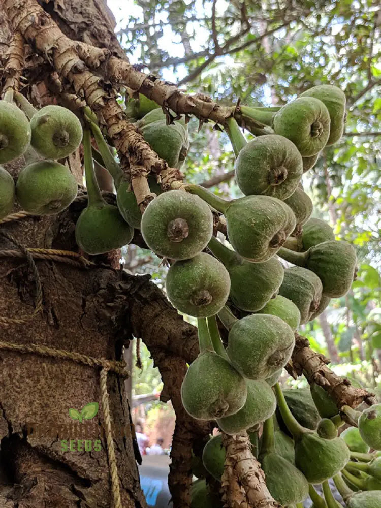 Ficus Auriculata Seeds For Planting - Buy Rare Exotic Fig Tree Online