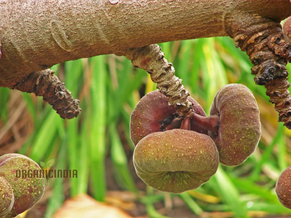 Ficus Auriculata Seeds For Planting - Buy Rare Exotic Fig Tree Online