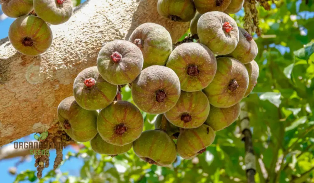 Ficus Auriculata Seeds For Planting - Buy Rare Exotic Fig Tree Online