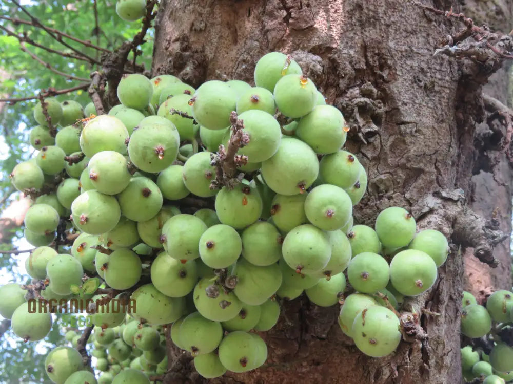 Ficus Racemosa Seeds For Planting - High-Quality Your Garden