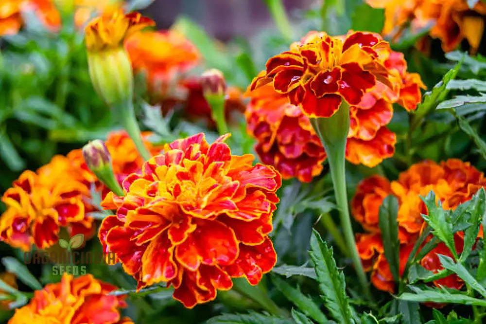 Fiery Mix Flower Seeds For Planting Bright Yellow And Red Flowers