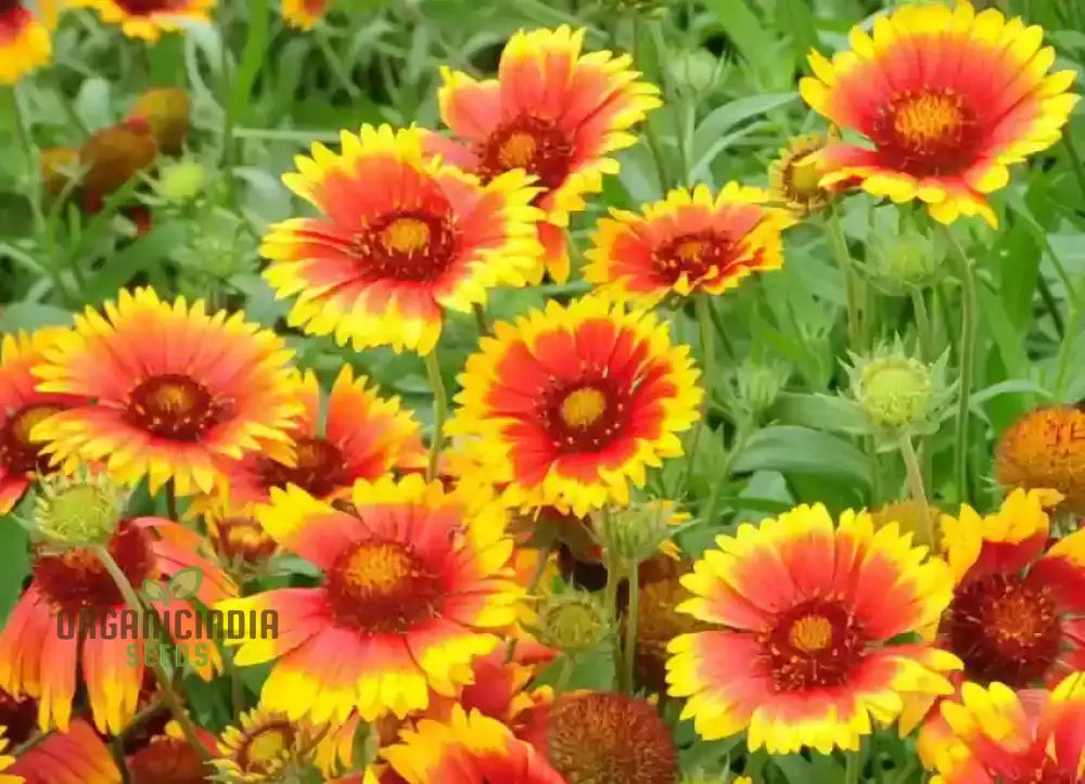 Fiery Mix Flower Seeds For Planting Bright Yellow And Red Flowers