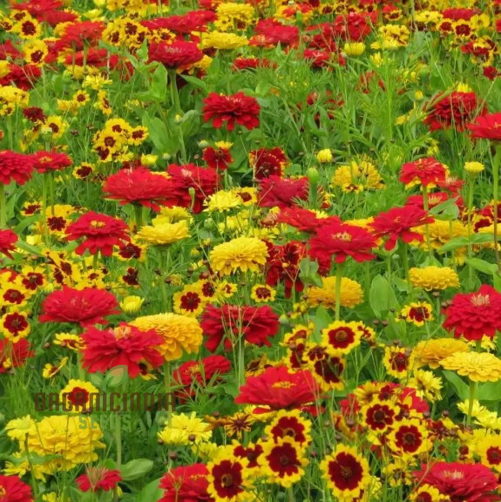 Fiery Mix Flower Seeds For Planting Bright Yellow And Red Flowers