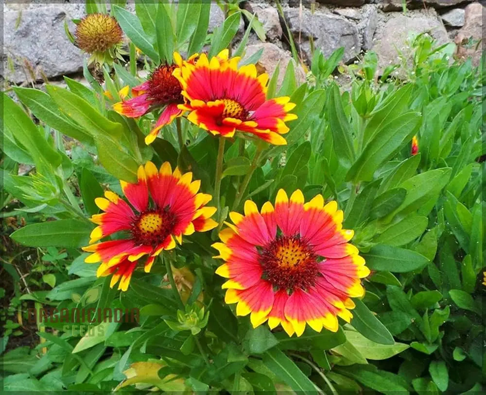 Fiery Mix Flower Seeds For Planting Bright Yellow And Red Flowers