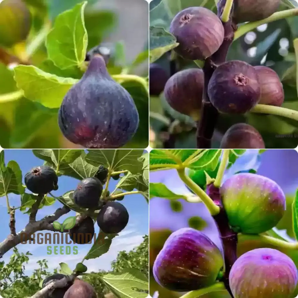 Fig Green Seeds For Planting Your Ultimate Gardening Haven Lush