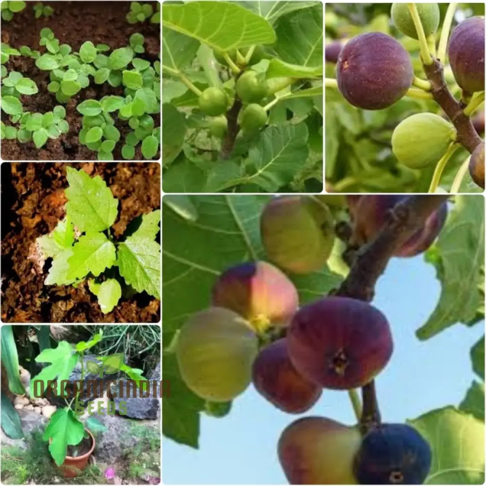 Fig Green Seeds For Planting Your Ultimate Gardening Haven Lush