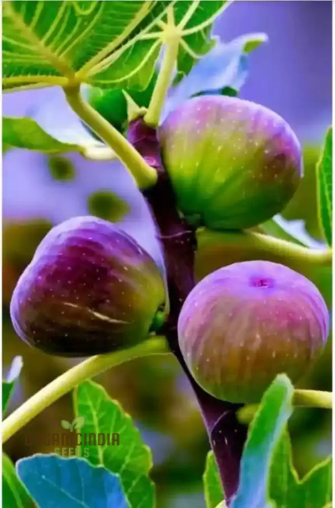 Fig Green Seeds For Planting Your Ultimate Gardening Haven Lush