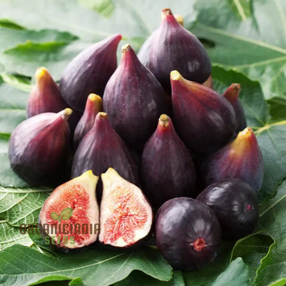 Fig Purple Seeds: Grow Your Garden With Vibrant Fig Varieties