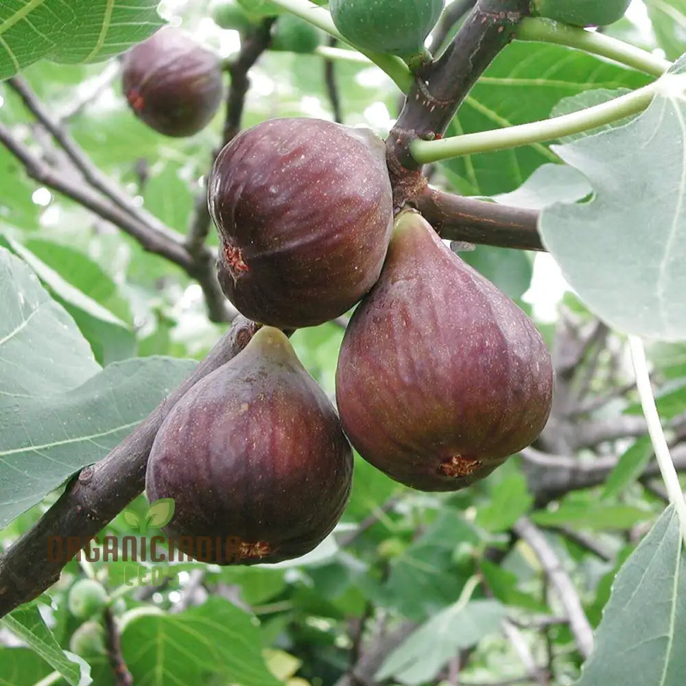 Fig Purple Seeds: Grow Your Garden With Vibrant Fig Varieties