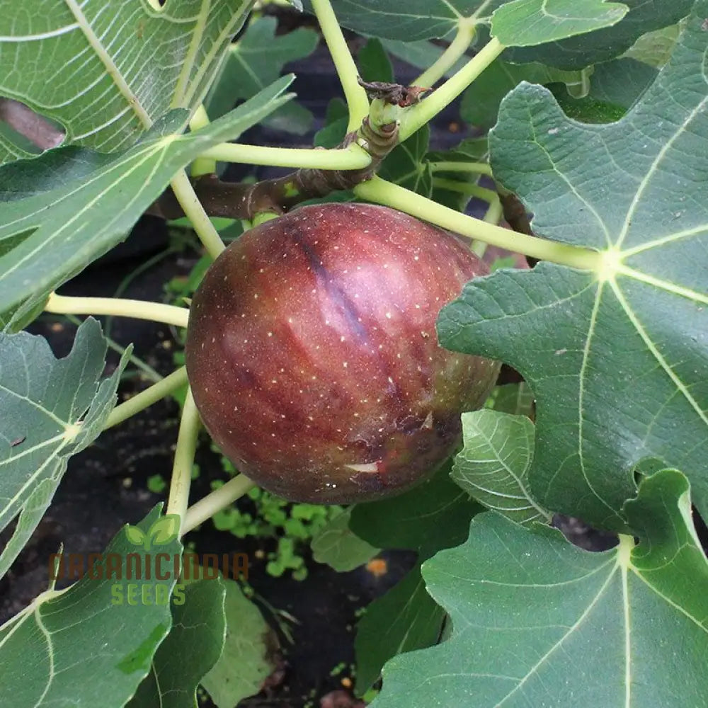 Fig Purple Seeds: Grow Your Garden With Vibrant Fig Varieties