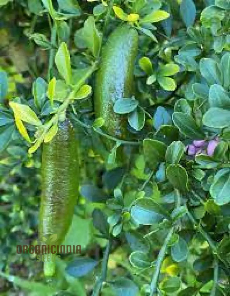 Finger Lime Seeds High-Quality Fruits For Planting Fruit