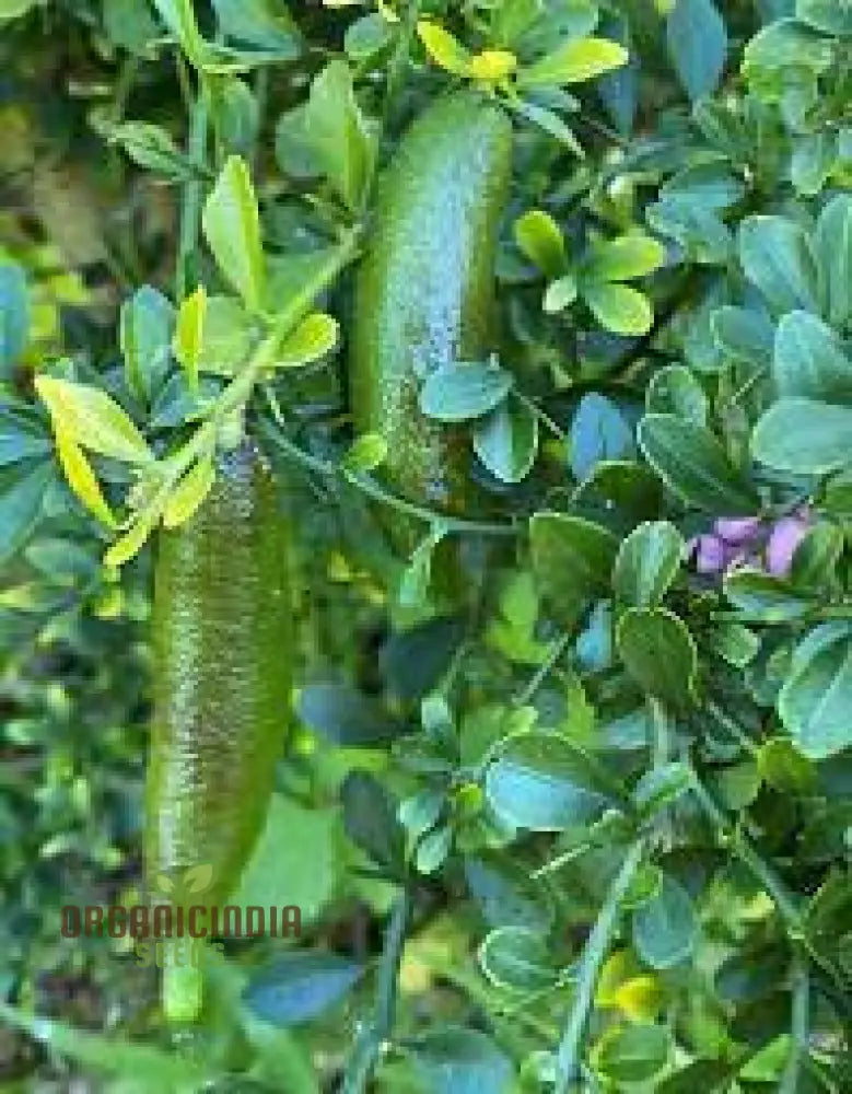 Finger Lime Seeds High-Quality Fruits For Planting Fruit