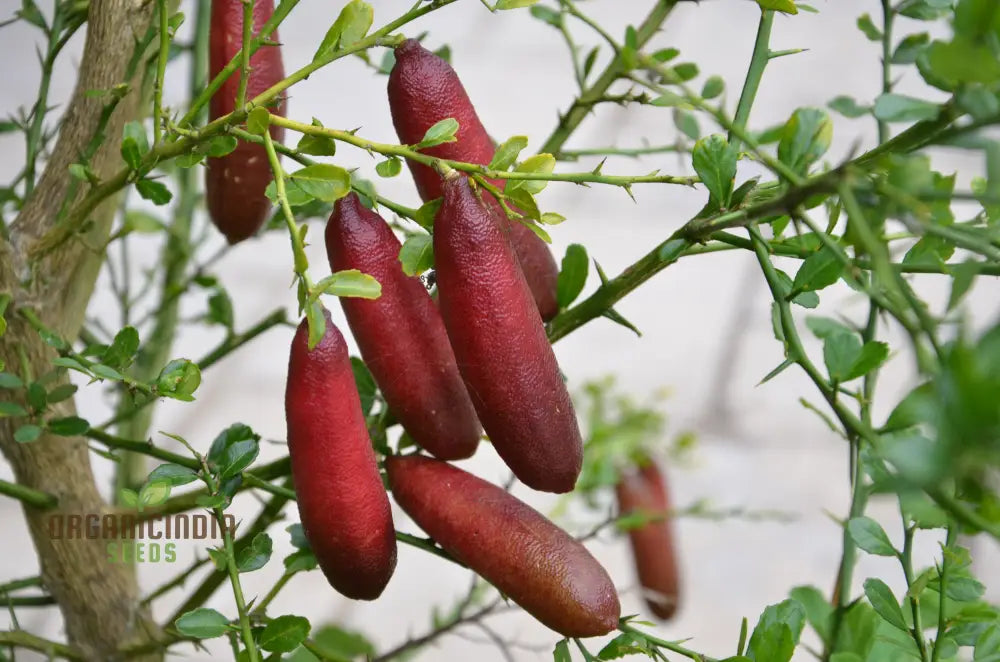 Finger Lime Seeds High-Quality Fruits For Planting Fruit