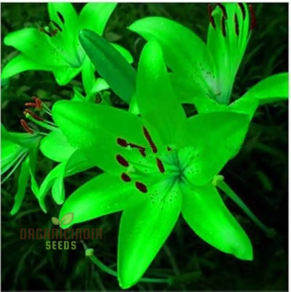 Fiore Lilium Seeds Vague Perfume Bonsai (100 Pcs) Flower Seeds