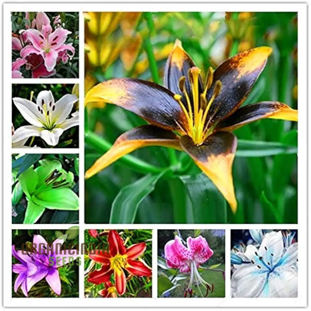 Fiore Lilium Seeds Vague Perfume Bonsai (100 Pcs) Flower Seeds