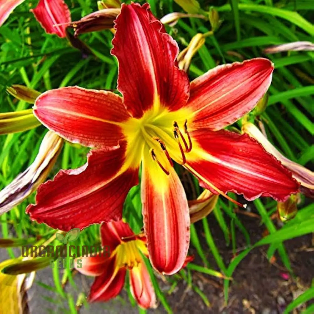 Fiore Lilium Seeds Vague Perfume Bonsai (100 Pcs) Flower Seeds